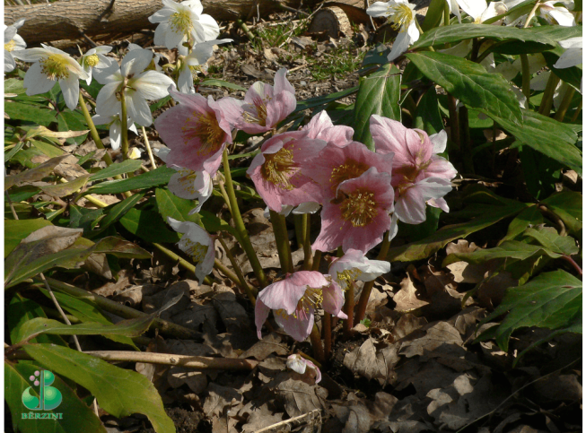 Helleborus niger